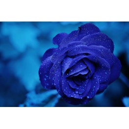 Ruze 13