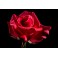 Ruze 9